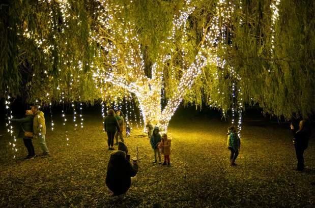 Twin Oast Winter Willow Tree