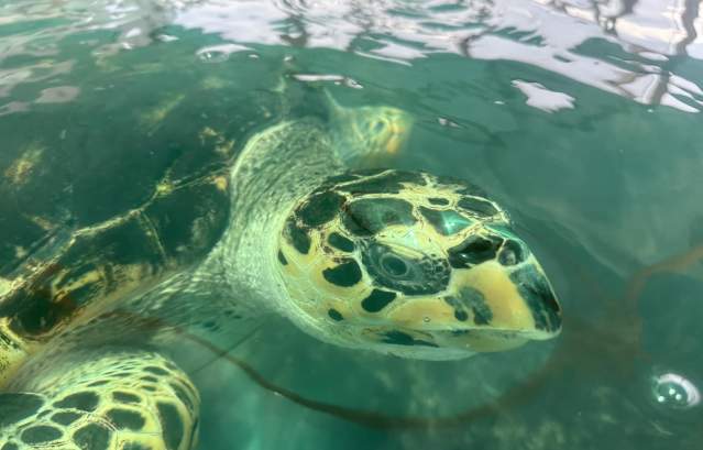A turtle with a curved mouth peers up through the water