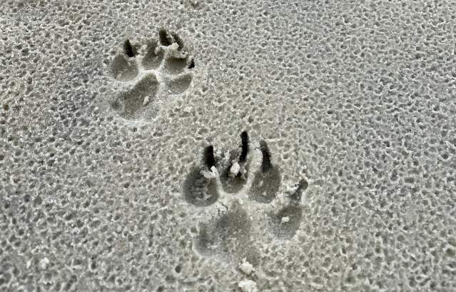 Coyote Prints on the Beach