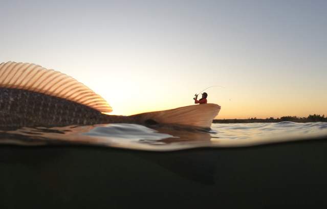 A fish being caught is half above water, half below. A person is visible just over the fish in the distance.