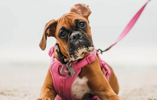 Brown boxer puppy laying on the beach in a pink harness and leash