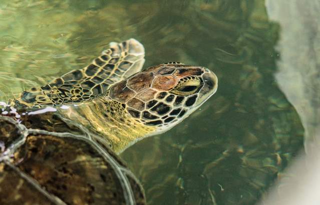 A sea turtle in light green water looks back at the camera