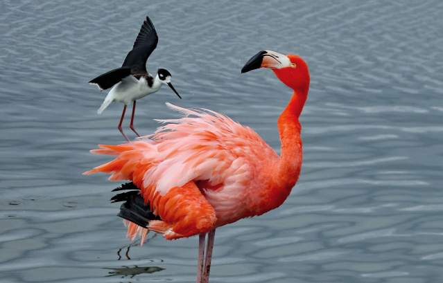 flamingo-birding