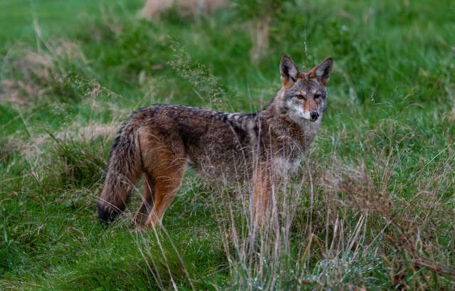 Coyote