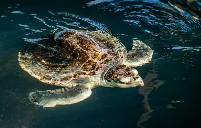 A sea turtle swims in a tank. Its whole body is visible.