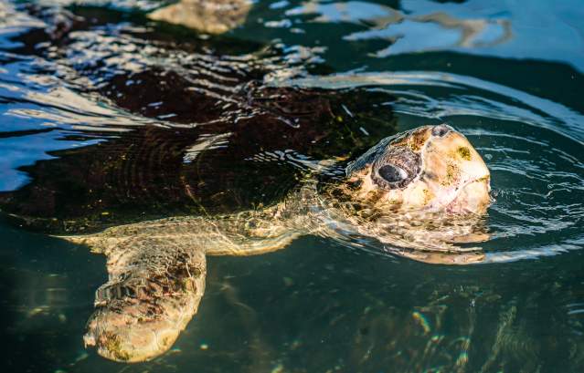 A sea turtle barely pokes its head out of the water