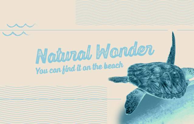 Tan and light blue tinted banner with a turtle on it. Text reads "Natural Wonder. You can find it on the beach."