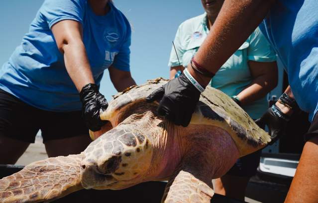 Sea Turtle Release