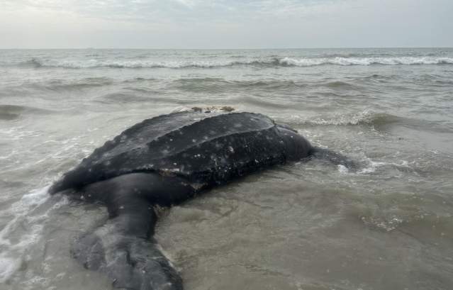 A leatherback sea turtle rests in shallow water