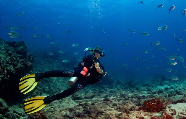 A diver in a scuba suit, and yellow flippers explores the vibrant underwater world of the ocean at Islas de Afuera, Coiba Island, Golfo de Chiriquí.