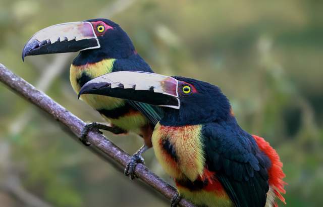 Duas aves de plumagem colorida, provavelmente tucanos-araçari, pousadas em um galho na Cidade do Panamá, Panamá.