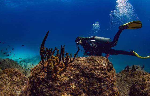 A person diving near beautiful corals in a blue and turquoise sea