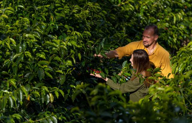Pareja en plantación de café en Finca Lérida, Boquete, provincia de Chiriquí, Panamá.