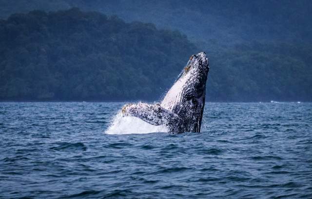 Humpback Whale breaching on Pacific Ocean