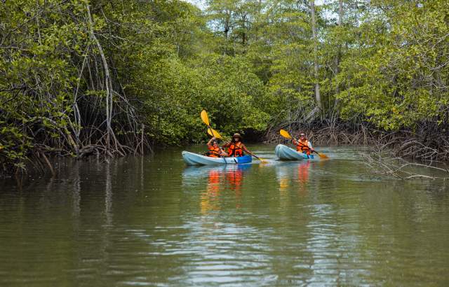 Tourists kayaking through mangroves on Veraguas’ Pacific Coast, Panama