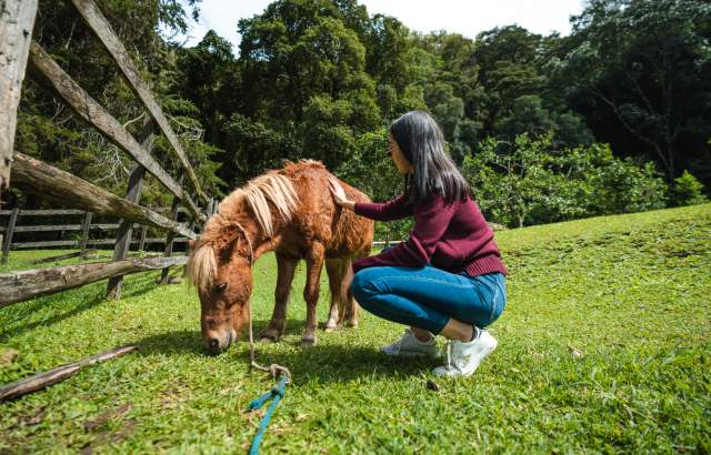 A tourist petting a pony in the gardens of Haras farm in Cerro Punta, Chiriquí province.