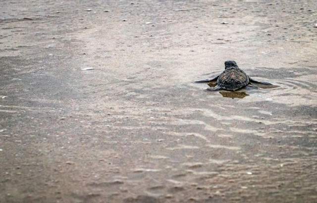 These tiny creatures are just beginning their long journey to the ocean. They are likely Olive Ridley sea turtles