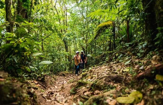 Visitantes caminan a través de la selva en el Cerro Graital, en El Valle de Antón, Panamá.