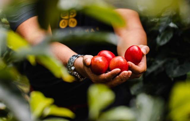 A farmer proudly displays a handful of ripe tomatoes harvested from La granjetita
