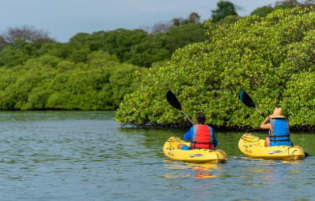 Kayak near the lush mangroves of Venas Azules in Portobelo