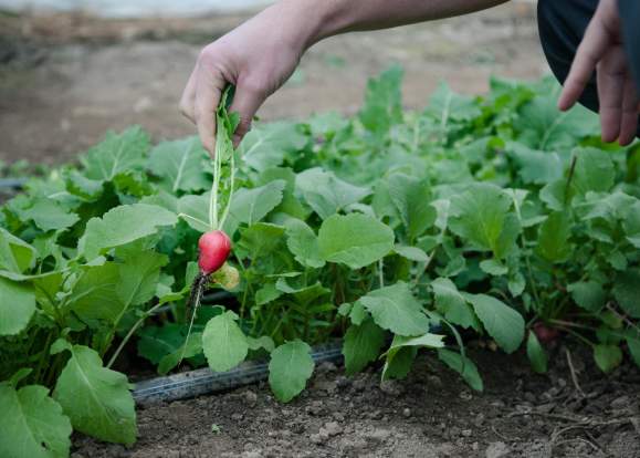 Radish garden