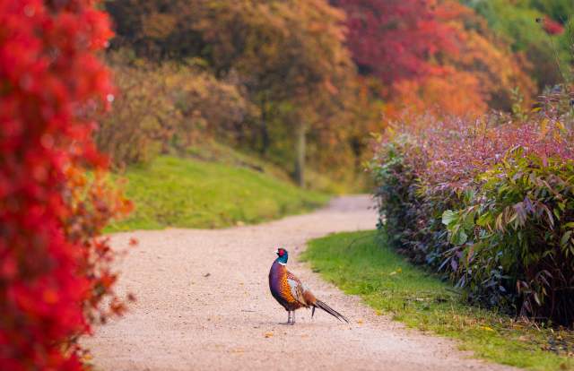 Pheasant standing in between tress with red autumnal colours at Leonardslee Gardens, Sussex