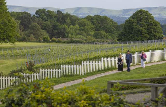 Leonardslee Vineyard tour walking alongside the vines