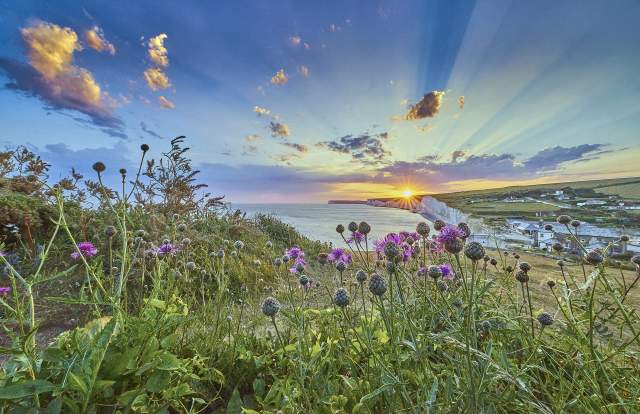 A bright image of a chalk cliff in the background with a rolling green hill with wildflowers