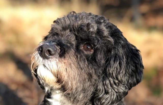 A black and white cute dog looking up