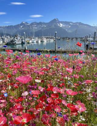 Seward Harbor | Seward Photo Tours