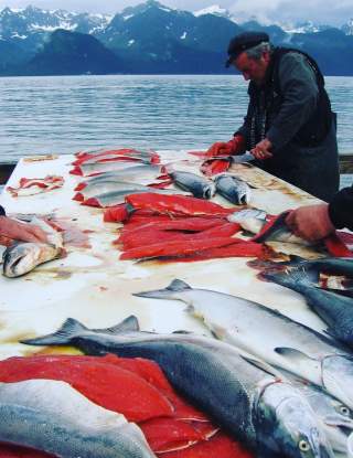Fish Filleting