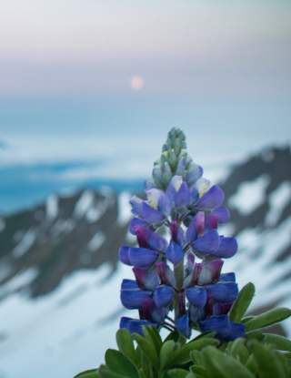 Lupine in the Alpine