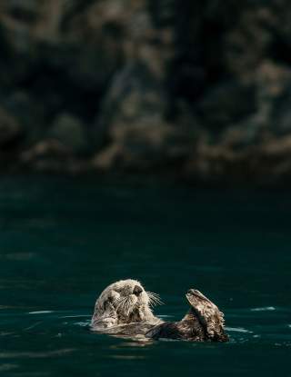 An otter floats near Fox Island