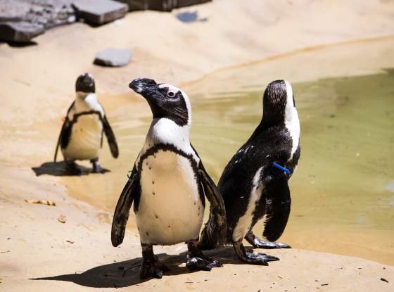 Binghamton Zoo page