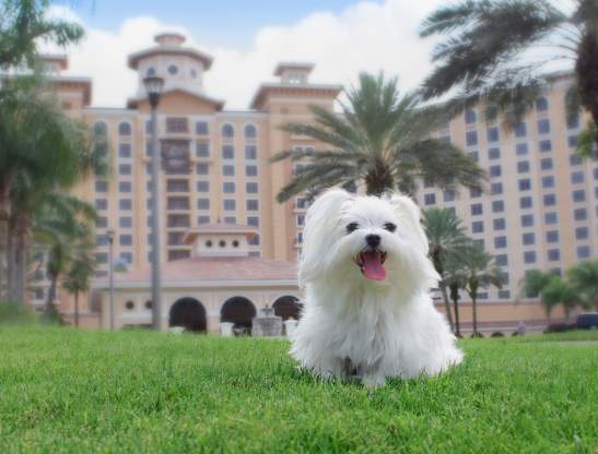 Rosen Shingle Creek dog