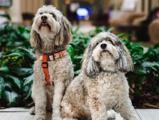 Hyatt Regency Grand Cypress dogs