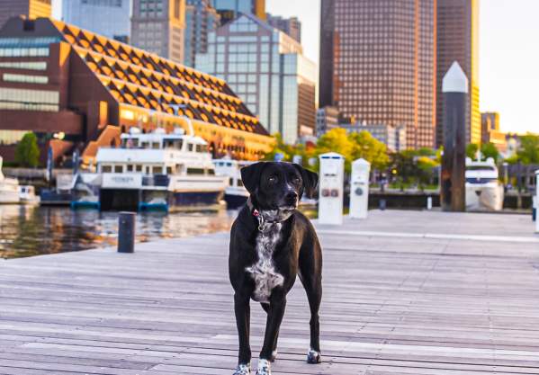 Dog standing on boardwalk with Boston skyline in background