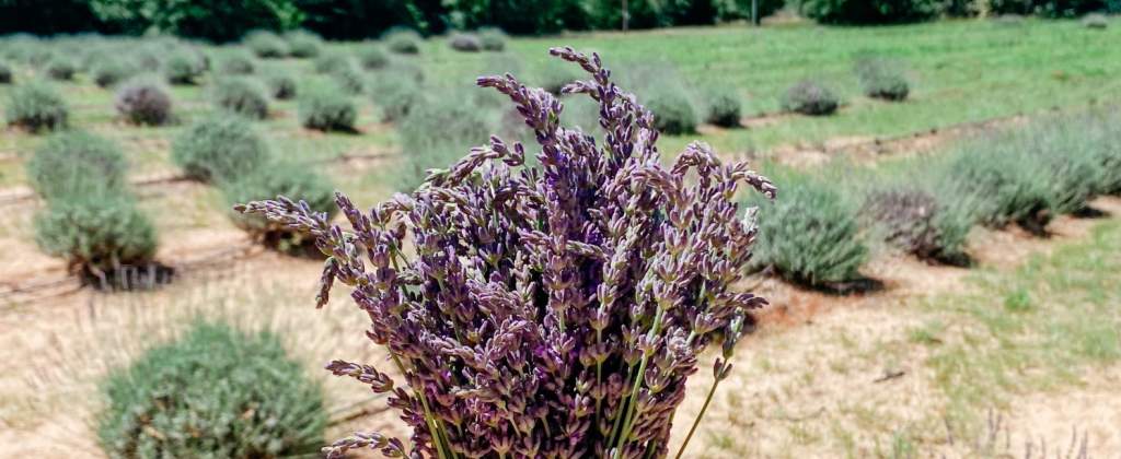 Lavender Ridge Farms