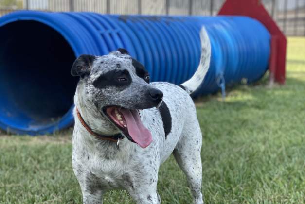 Ida Reed Dog Park