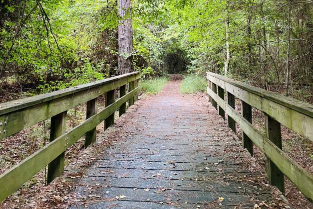 Trees surrounding a wooden bridge at Big Thicket