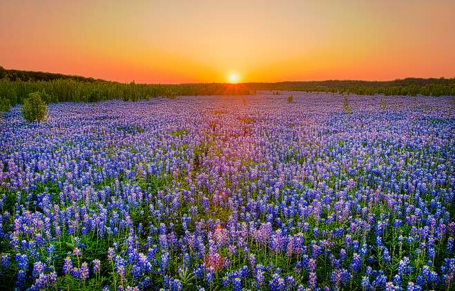 Field of Bluebonnet flowers with sunset in the background at Muleshoe Bend