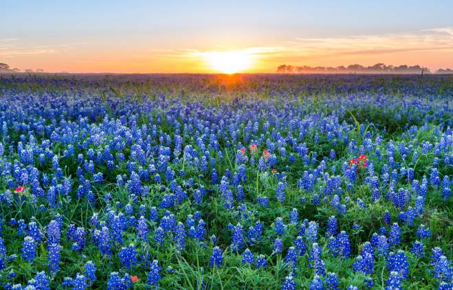 Sunrise over a field of bluebonnet flowers near austin texas