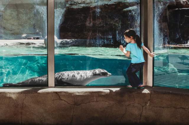Girl at Fort Wayne Zoo with Sea Lion