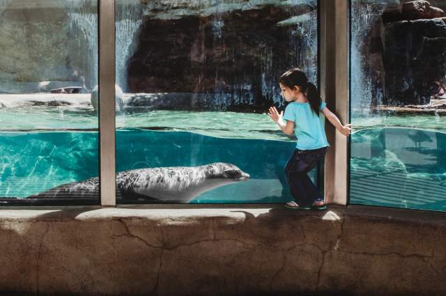 Girl at Fort Wayne Zoo with Sea Lion