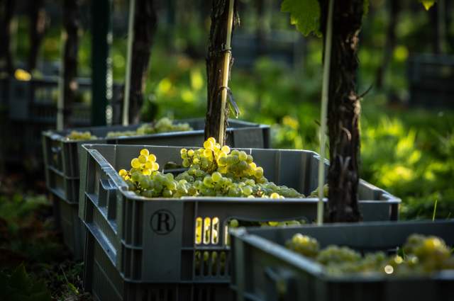 Crates of green grapes picked from the vines at Roebuck Estate, Sussex