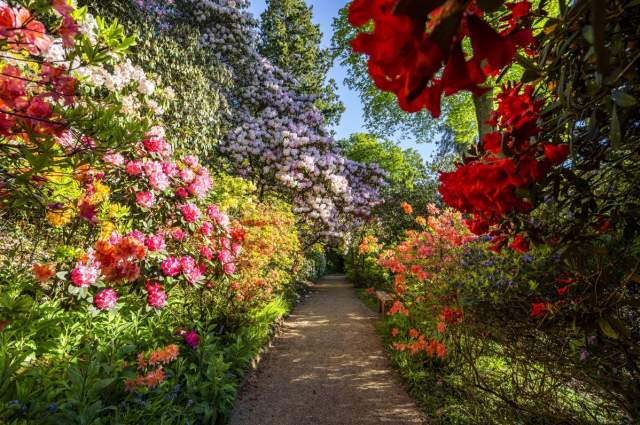 A walkway of brightly coloured shrubs at Leonardslee Gardens, Sussex