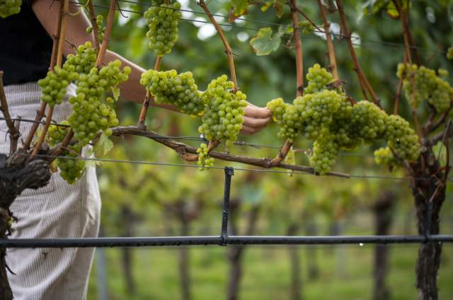 Grapevines at Stopham Vineyard