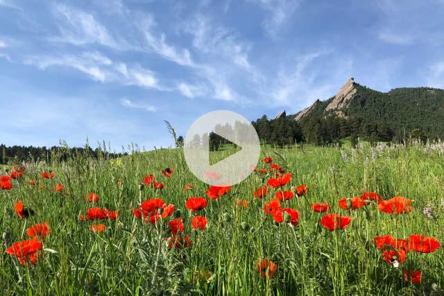 Poppies in front of Flatirons with video play button