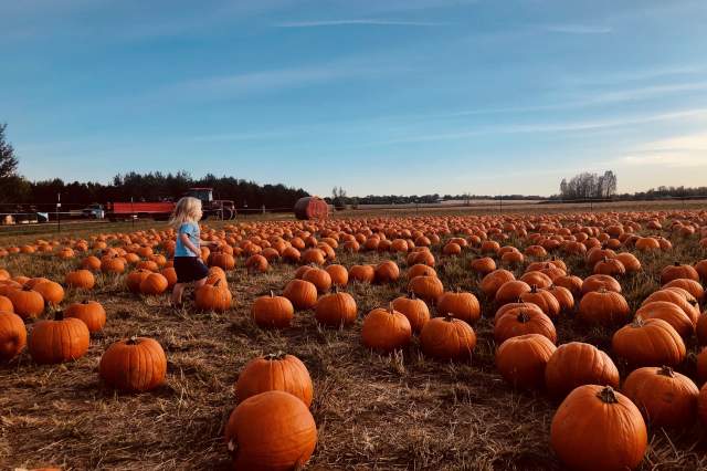 Young kid walking through the pumpkin patch at Cottonwood Farm