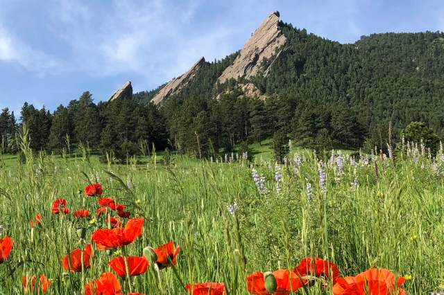 View of the Flatirons with red poppy flowers